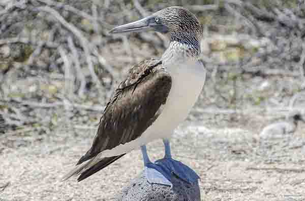 Piquero de Patas Azules - isla Seymour Norte - islas Galápagos - Ecuador 5.jpg